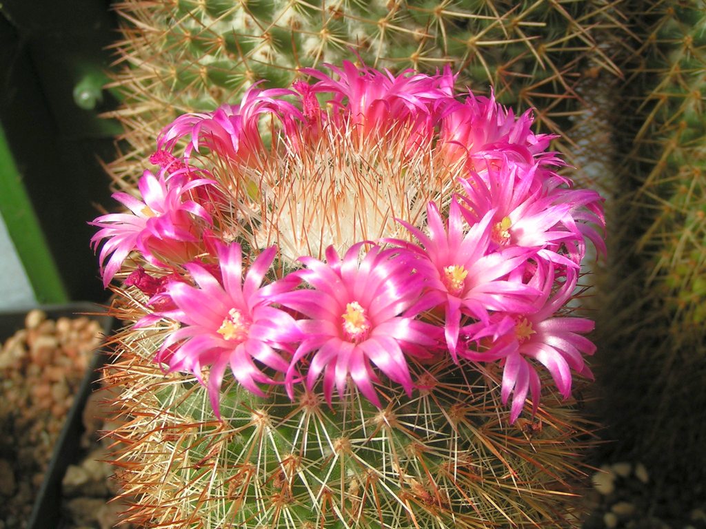 Mammillaria magnifica